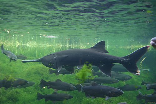 American paddlefish